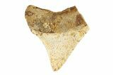 Juvenile Fossil Megalodon Tooth From Angola - Unusual Location #258574-1